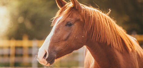 [paste advice page name here]